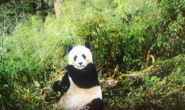 大熊猫吃竹子视频,竹海中的悠闲时光